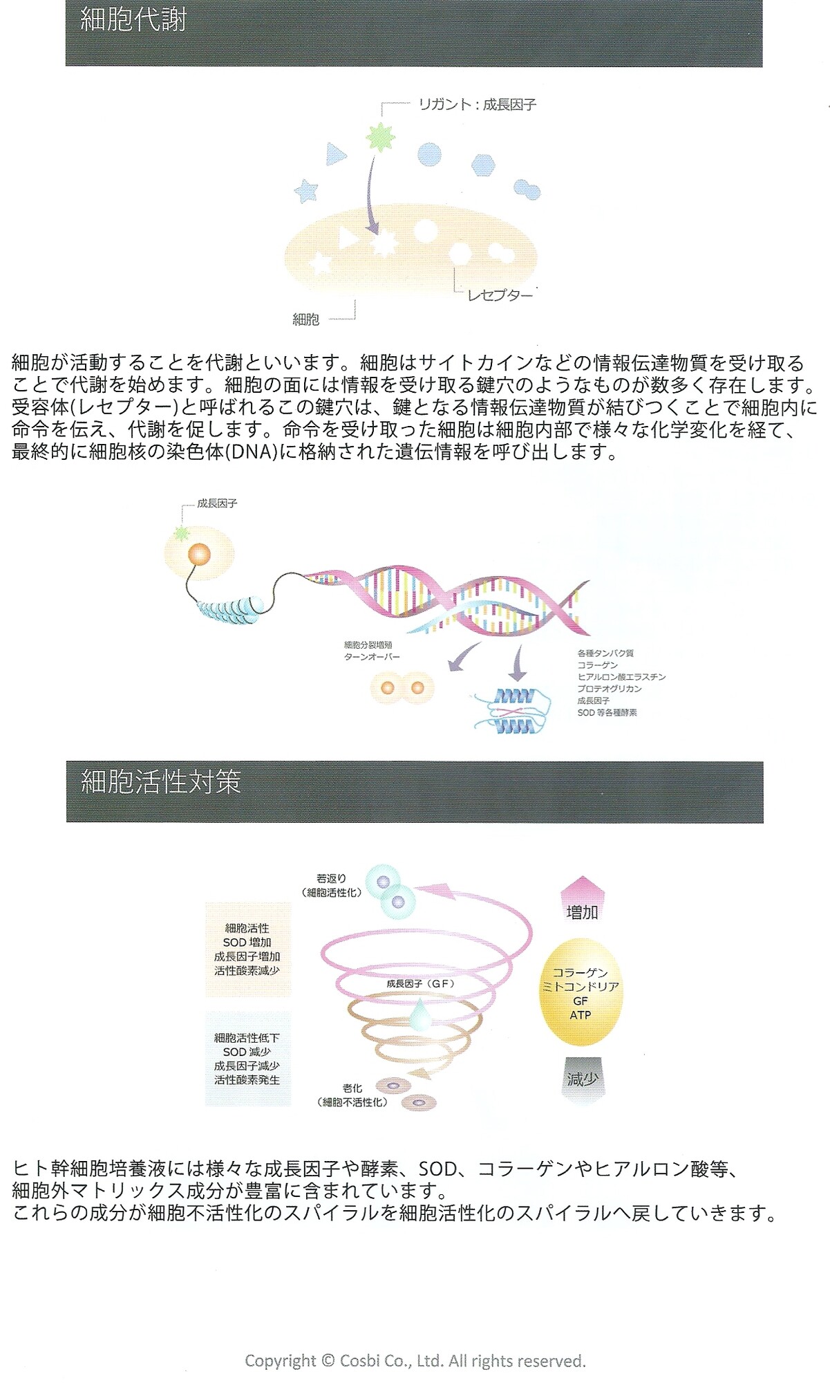 再生医療